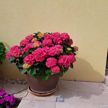 纳威甘特高级公寓 扎达尔