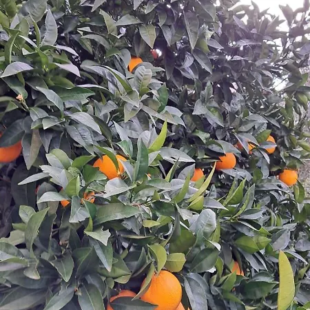 纳威甘特高级公寓 *