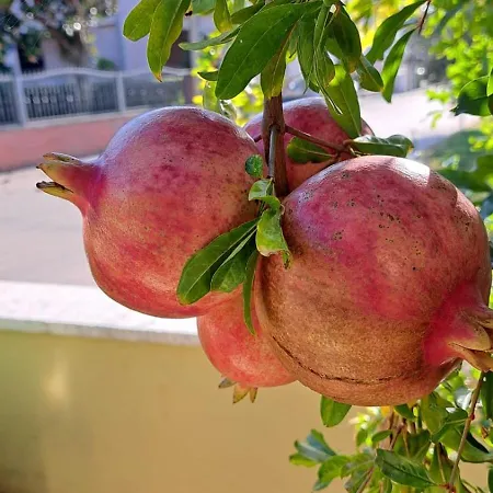 Navigantes Superior Appartement Zadar