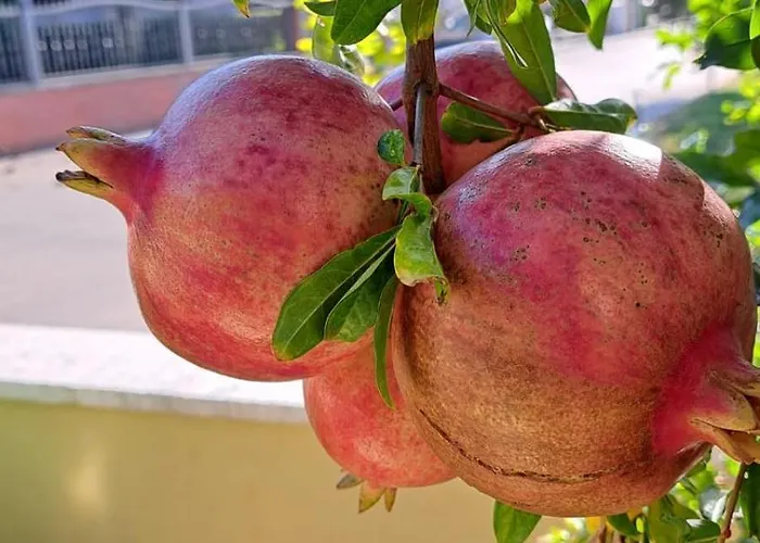 Navigantes Superior Apartment Zadar